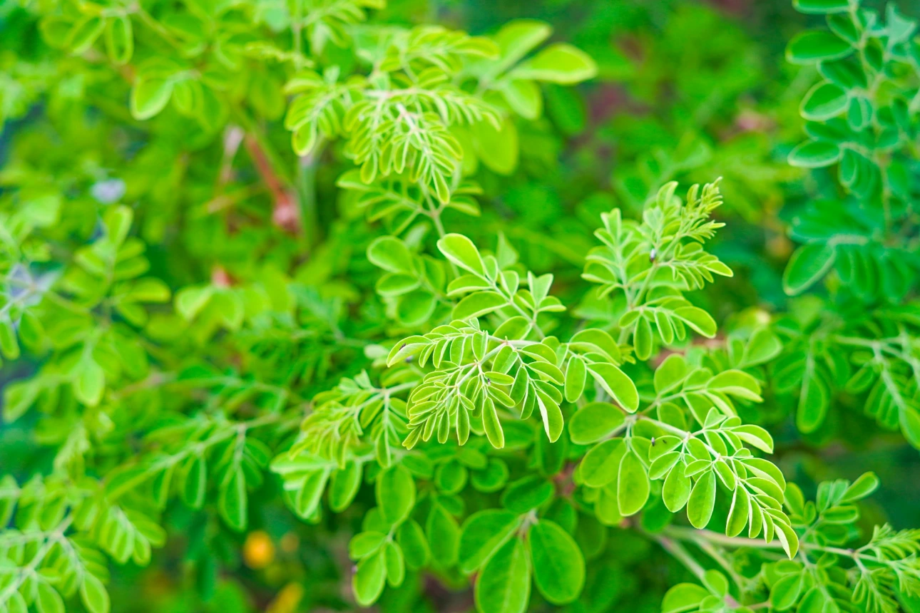 green leaves in tilt shift lens